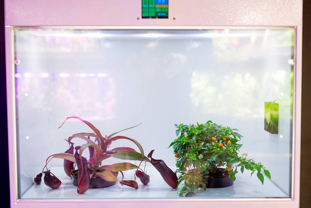 Młode rośliny umieszczone w izolowanej skrzynce hodowlanej LED stosowanej do ochrony przed szkodnikami - Zdjęcie, obraz