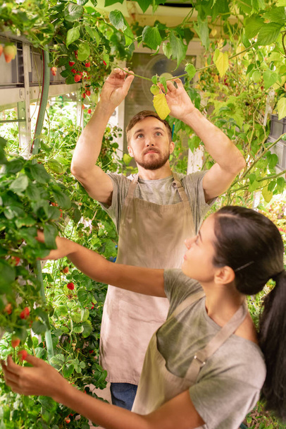 Young specialists in aprons standing in small greenhouse and examining berry plant leaves - Foto, immagini