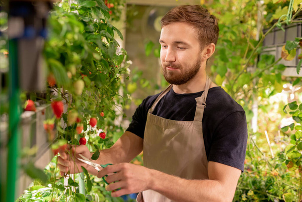 Bearded worker of hothouse wearing apron cutting long twigs with scissors while working alone in small greenhouse - Photo, Image