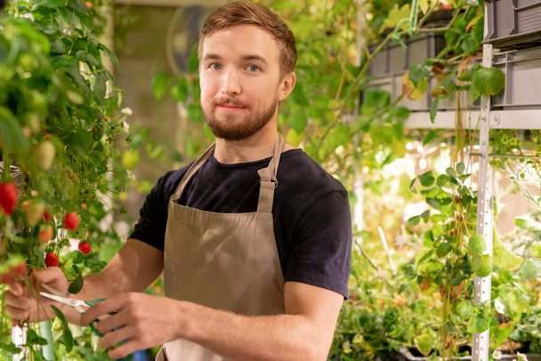 Portrait of handsome young greenhouse worker in apron cutting long branch of strawberry plant - Photo, Image