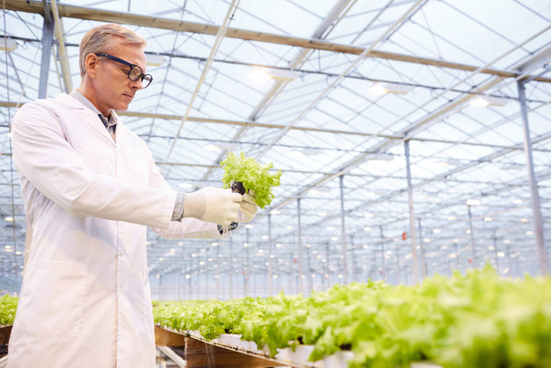 Vista lateral retrato de cientista maduro examinando legumes em plantação industrial em estufa, espaço de cópia
 - Foto, Imagem