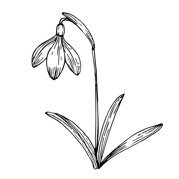 Snowdrop flower with petals and leaves. Hand drawn ink sketch. Black and white doodle vector illustration on white background. - Vecteur, image