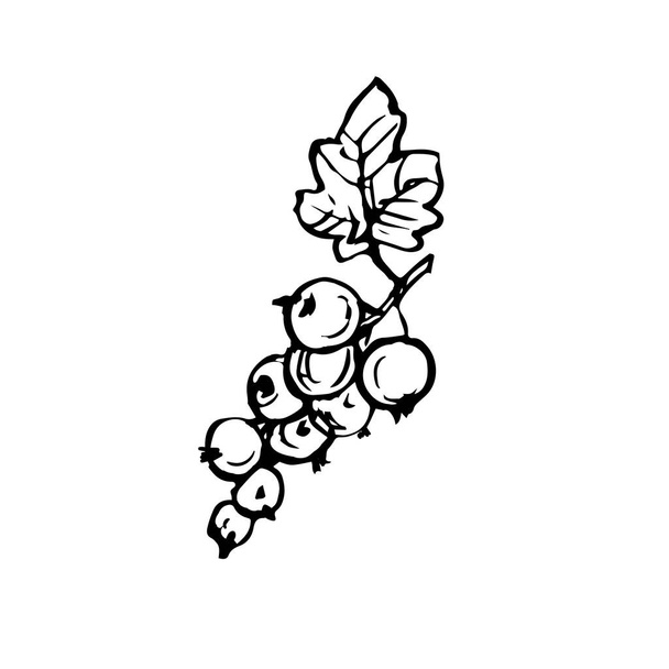 currants berries with leaves on a branch. Black and white line art icon. Hand drawn ink doodle sketch, stock vector illustration. - Vektör, Görsel