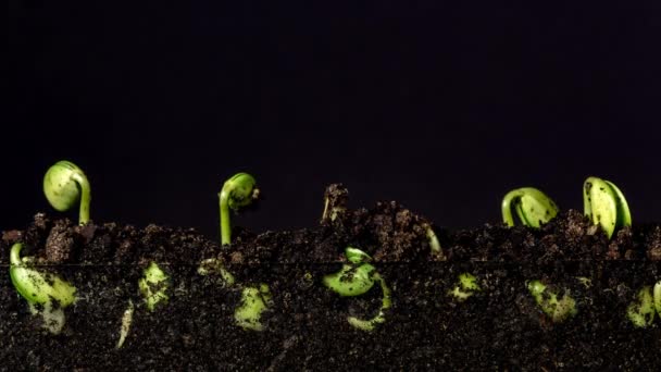 Macro Time lapse video of a bean seeds growing from the ground in soil, underground and overground view with transparent background with alpha - Materiaali, video