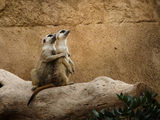 Deux suricates sur un tronc d'arbre, l'un étreint l'autre pendant qu'ils surveillent l'approche du danger
 - Photo, image