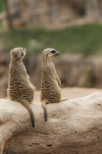 Kaksi meerkatia istuu hirressä katsellen poseeraamassa hämärtyneellä taustalla.
 - Valokuva, kuva