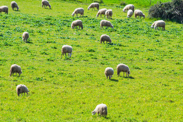 Стадо овец на зеленом поле в Сардинии, Италия
 - Фото, изображение