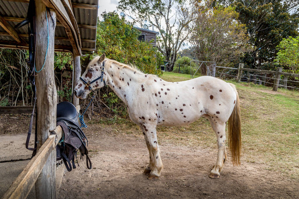 Egy magányos fehér és pöttyös ló áll megkötözve, várva a kezelőt egy zöld karámban. - Fotó, kép