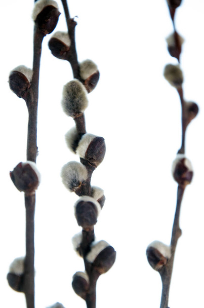  willow branches, spring, willow twig. - Photo, Image