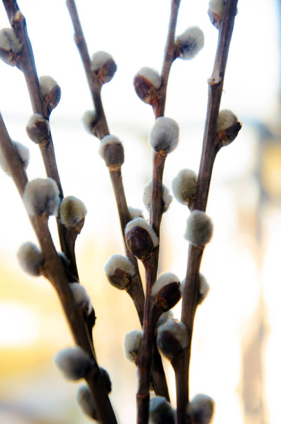 ramas de sauce, primavera, rama de sauce, ramitas de coño-sauce
 - Foto, imagen