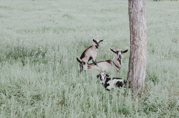 pascolano capre nel campo
 - Foto, immagini