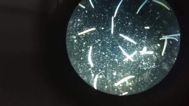 Primo piano di microrganismi o microbi nell'ingrandimento del microscopio. Macro, non animazione 3D. Nano texture della capsula di Petri in laboratorio di microbiologia. Sfondo astratto concettuale bio. Zoom microscopia
. - Filmati, video