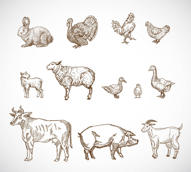 El Çekimi Ev Hayvanları Seti. Bir Domuz, İnek, Keçi, Kuzu ve Kuş Eşkâlleri Koleksiyonu. İşleme Tarzı Çizimleri. İzole edilmiş - Vektör, Görsel