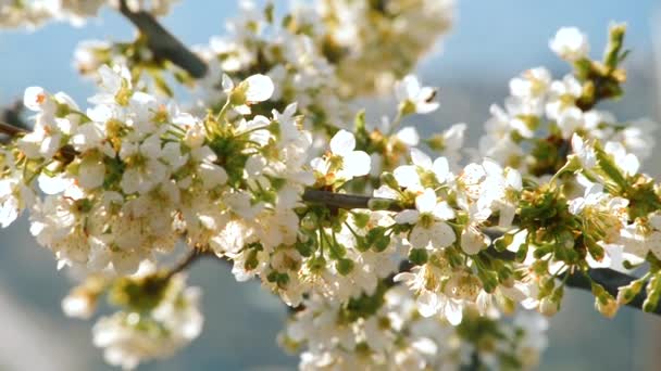 piękne kwiaty wiśni w czasie wiosny w słoneczny dzień - Materiał filmowy, wideo