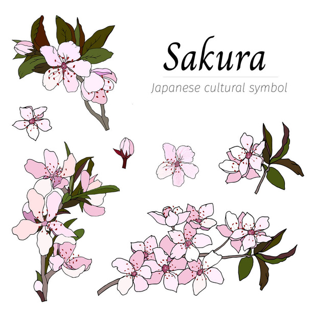 Conjunto vectorial de ramas de sakura con flores rosadas aisladas sobre fondo blanco. Ilustración dibujada a mano de cereza japonesa, flores de almendras
. - Vector, Imagen