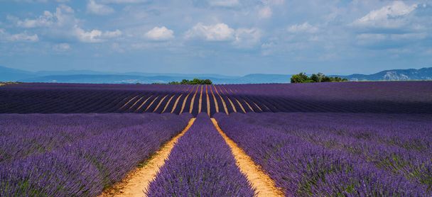 Lavender field in sunlight, Provence, Plateau Valensole. Beautiful image of lavender field. Rows to the horizon, image for natural background. Summer vacations travel background. - Foto, immagini