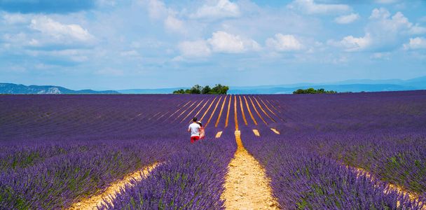 Purple blooming lavender field of Provence, France, on a sunny day with beautiful scenic sky and tree on horizon. Tourists on the lavender field. Summer vacations travel background. - 写真・画像