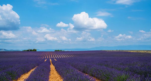 Lavender field in sunlight, Provence, Plateau Valensole. Beautiful image of lavender field. Rows to the horizon, image for natural background. Summer vacations travel background. - Foto, afbeelding