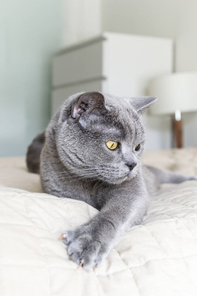 Blue British shorthair cat laying on a bed, making a funny face. Purebred animal on a blurry light background of a room with a modern interior. - Photo, Image