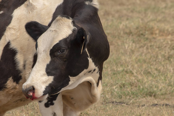 Lehmä loukkaantunut nenäverenvuoto saada onnettomuus
. - Valokuva, kuva