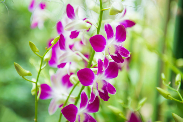 Detailní pohled na květ bílých, fialových a růžových tropických orchidejí květiny Dendrobium Earsakul na zeleném rozmazaném pozadí - Fotografie, Obrázek