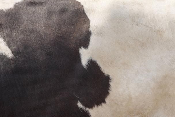 Prawdziwe ciemnobrązowe i białe krowie skóry zbliżenie na tle zdjęcia. - Zdjęcie, obraz