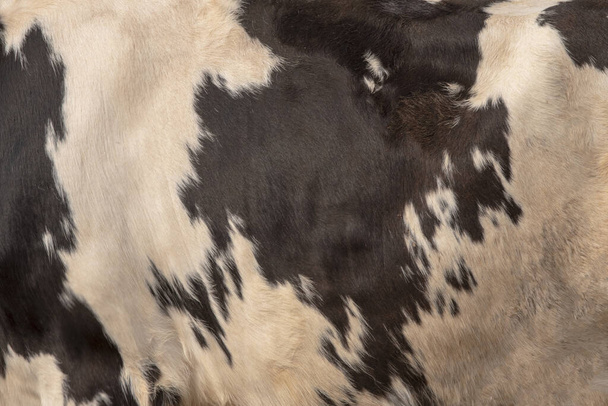 Натуральна шкіряна корова для дизайну
.  - Фото, зображення