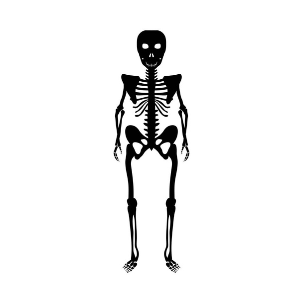 Esqueleto sobre fondo blanco para crear diseños de Halloween. Ilustración vectorial
. - Vector, imagen