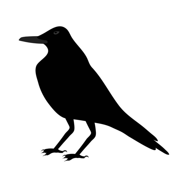 Schwarze Krähe über weißem Hintergrund zum Erstellen von Halloween-Designs. Vektorillustration. - Vektor, Bild