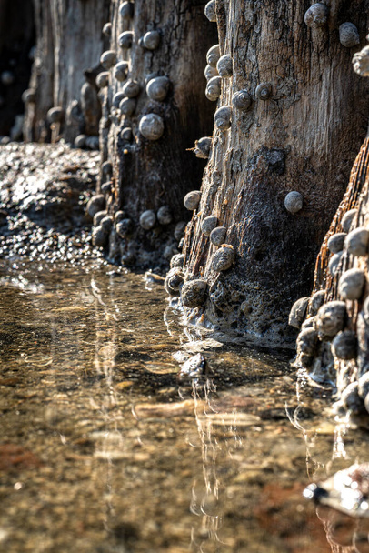 Ξύλινοι πάσσαλοι με σαλιγκάρια κατά μήκος της ολλανδικής θάλασσας, Ολλανδία - Φωτογραφία, εικόνα