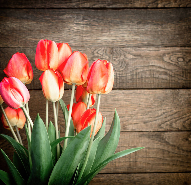 Tulip on wooden background, beautiful tulips in spring - Photo, Image