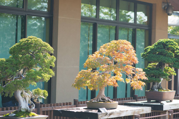 Bonsái japonés en el pueblo de Omiya bonsái en Saitama, Japón
 - Foto, Imagen