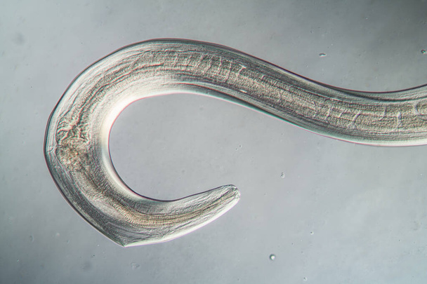 Nématode Ver parasite au microscope 100x
 - Photo, image