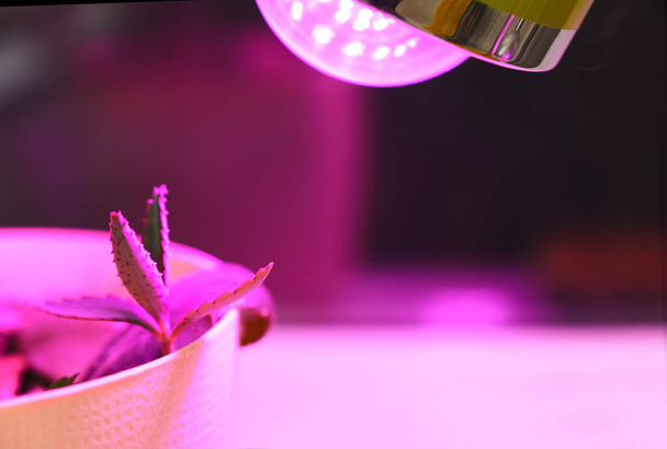 Growing seedlings at home and pink LED phyto-lighting lamps for plants. Growing vegetables using LED light.Grow vegetables in the building. A special continuation of daylight.Growing vegetables using LED light.Grow vegetables in the building. - Foto, immagini