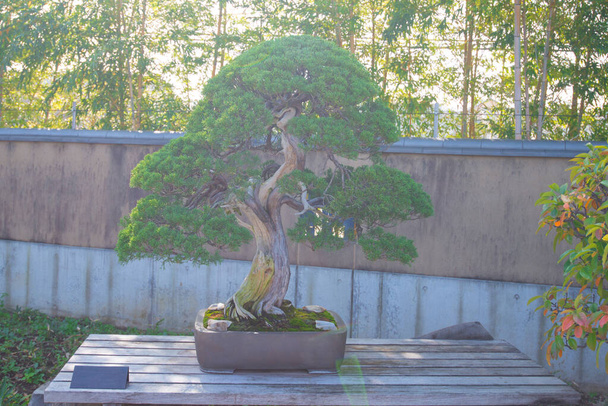 Valoraketin kuva bonsai puu Omiya bonsai kylässä Saitama, Japani
 - Valokuva, kuva