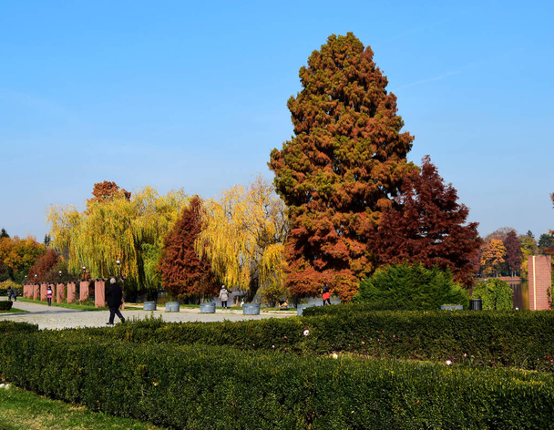 Autumn landscape with peaceful and colorful trees in Herastrau Park or King Michael I Park Bucharest, in a sunny autumn day - Photo, Image