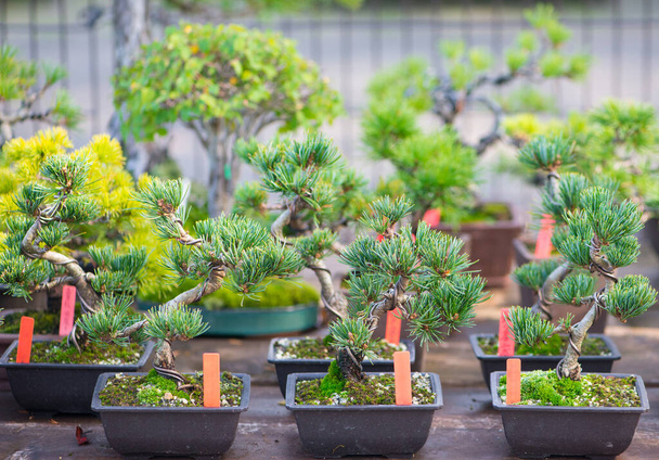 Japonská bonsaj strom show příroda pozadí - Fotografie, Obrázek