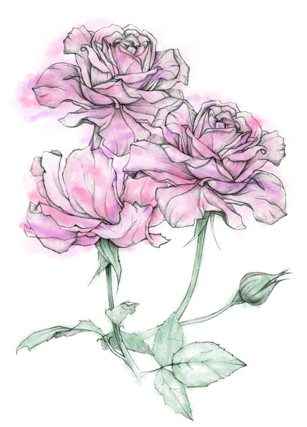 Bouquet of roses. Hand drawing . Sketch.  - Foto, afbeelding