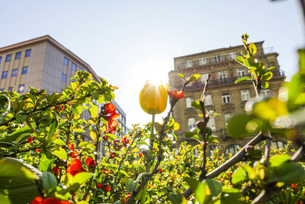 Dekoracyjne miejskie kwiaty w wiosennym słońcu. Niski kąt widzenia. Zbliżenie. - Zdjęcie, obraz