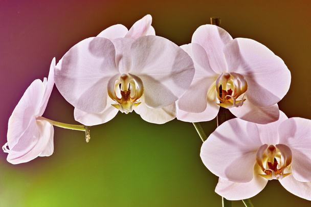 Orquídea blanca - flor phalaenopsis
 - Foto, Imagen