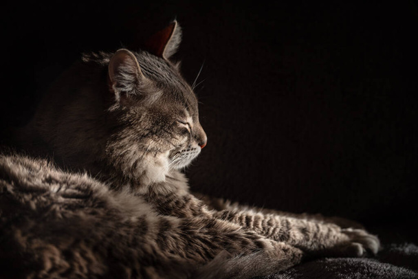 Kočka odpočívající na gauči, paprsek slunečního světla na tváři - Fotografie, Obrázek