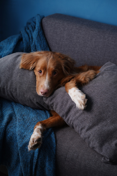 灰色のソファの上の面白い犬。ペットは家のソファに横になっている。ノバスコシアダックトロールレトリバー内部 - 写真・画像