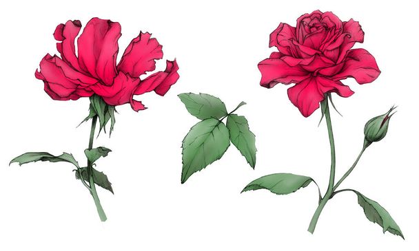 Χειροποίητα τριαντάφυλλα. Σκίτσο. Σχέδιο μολυβιού - Φωτογραφία, εικόνα