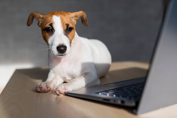 Puppy Jack Russell Terrier works at a laptop. A spoiled pet lies by a portable computer. Humor is a metaphor for the remote work of a programmer. - Фото, зображення