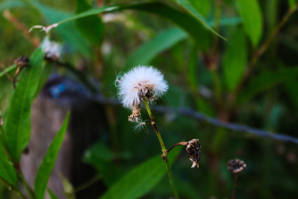 Crassocephalum crepidioides (Gynura crepidioides), που ονομάζεται επίσης ebolo, χοντροκέφαλος, ragleaf redflower, ή fireweed. - Φωτογραφία, εικόνα