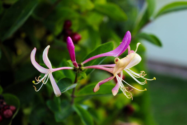 Kamperfoelie bloem. Close-up van kamperfoelie bloemen (Lonicera periclymenum) tegen een groene achtergrond. Mooie roze en gele kamperfoelie bloem. - Foto, afbeelding