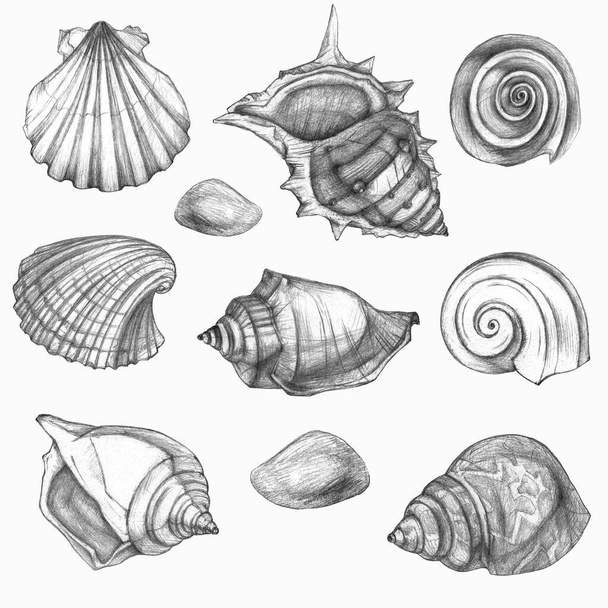 Set of sea shells. Simple pencil drawing. Manual graphics. - Fotó, kép