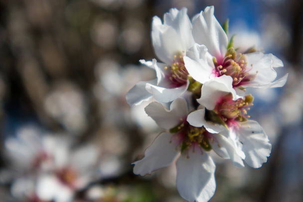 Pink and White Almond blossoms blooming in spring - Photo, Image