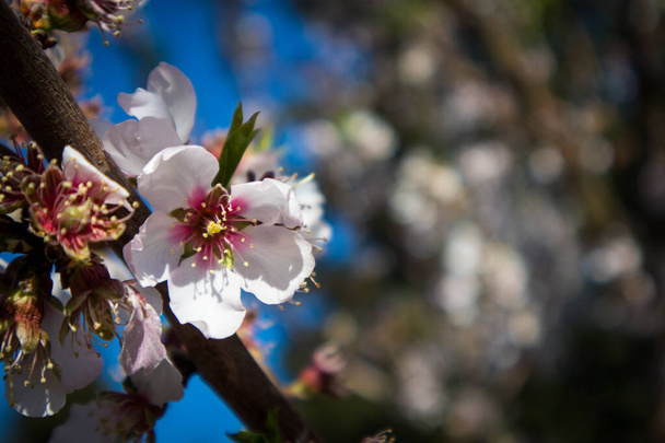 Крупный план цветения розового и белого миндаля весной
 - Фото, изображение