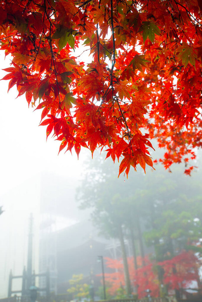 красный клен и туман осенью в Никко, Япония
 - Фото, изображение
